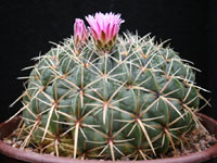 Ferocactus macrodiscus